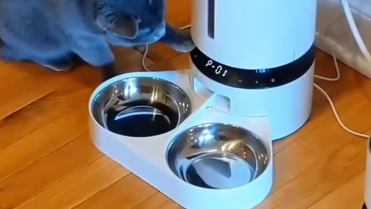 Proof That Cats Are Smarter Than Us (And They Know It) 🧠😼