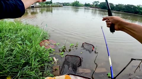 Crappie Minnow Fishing in Lake Brush Piles