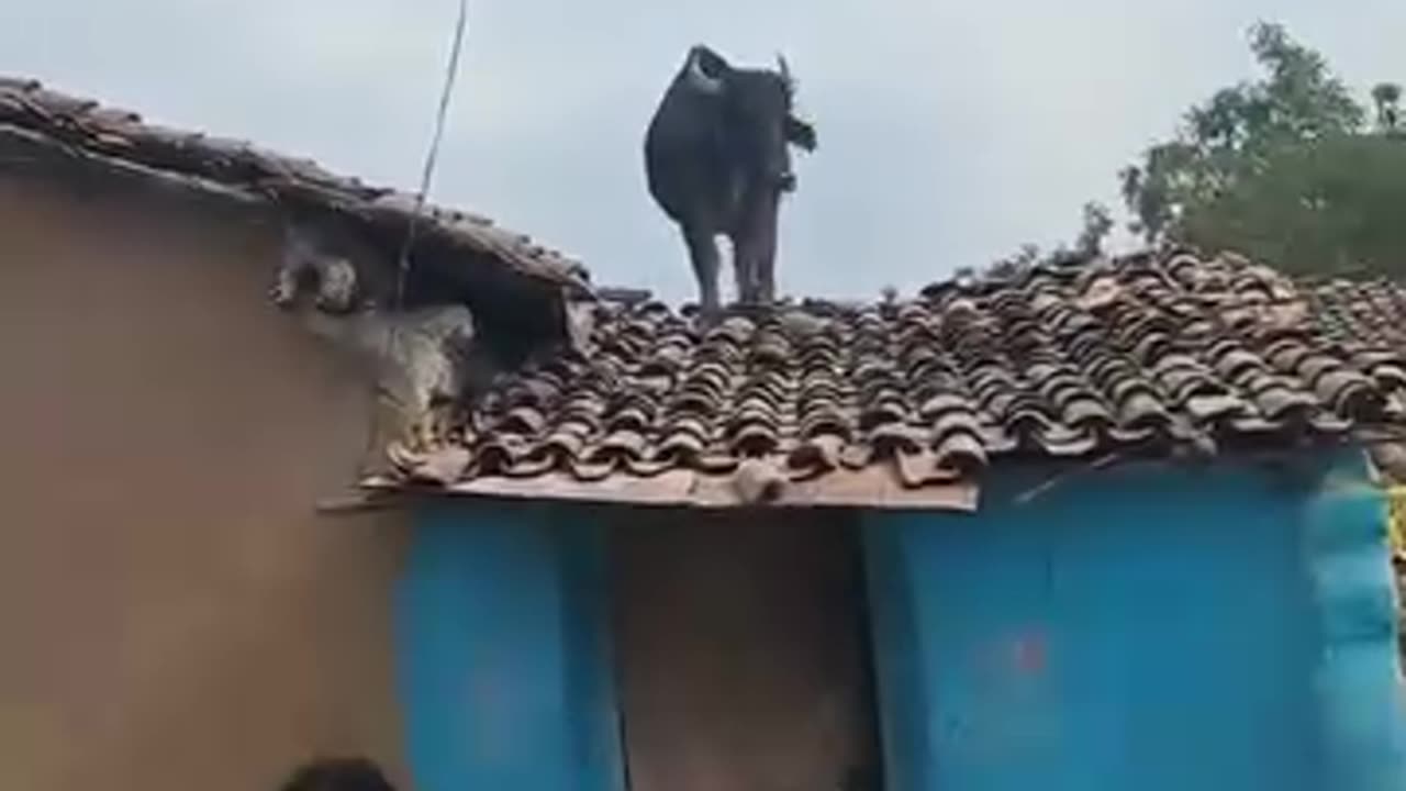 Funny animal videos