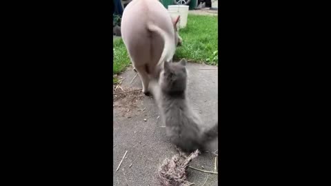 Funny video cat🐈🐱