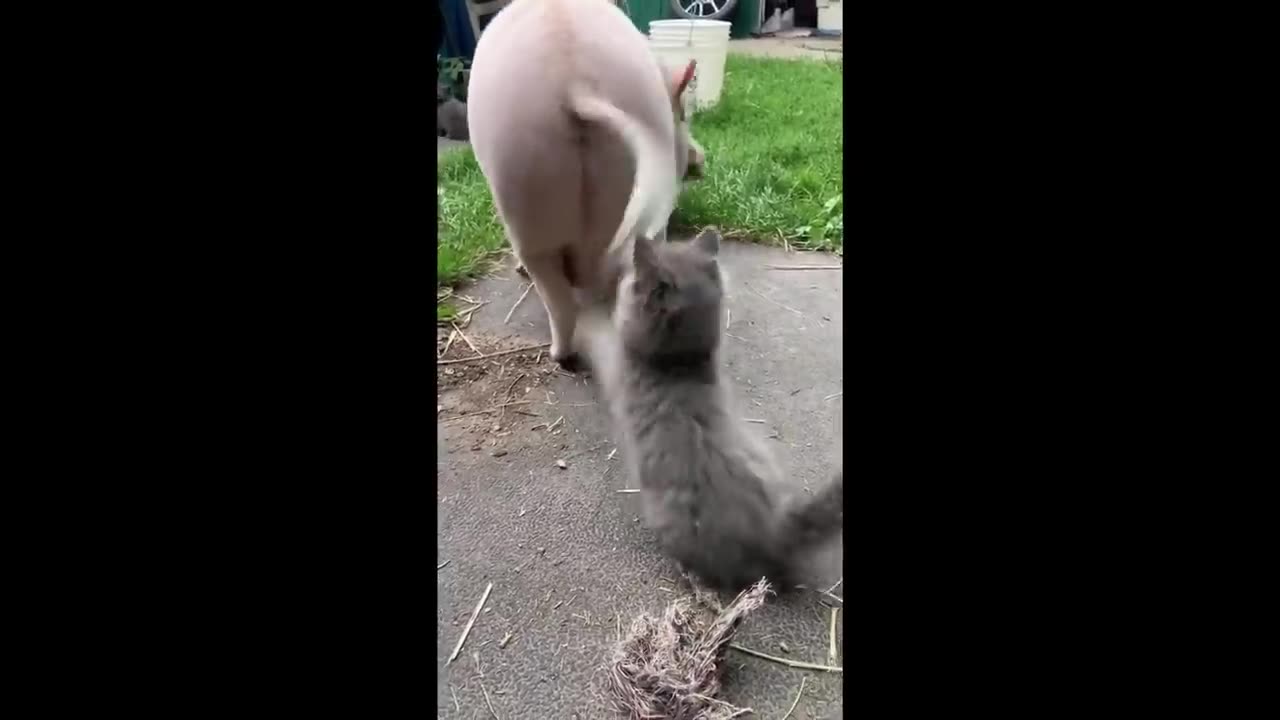 Funny video cat🐈🐱