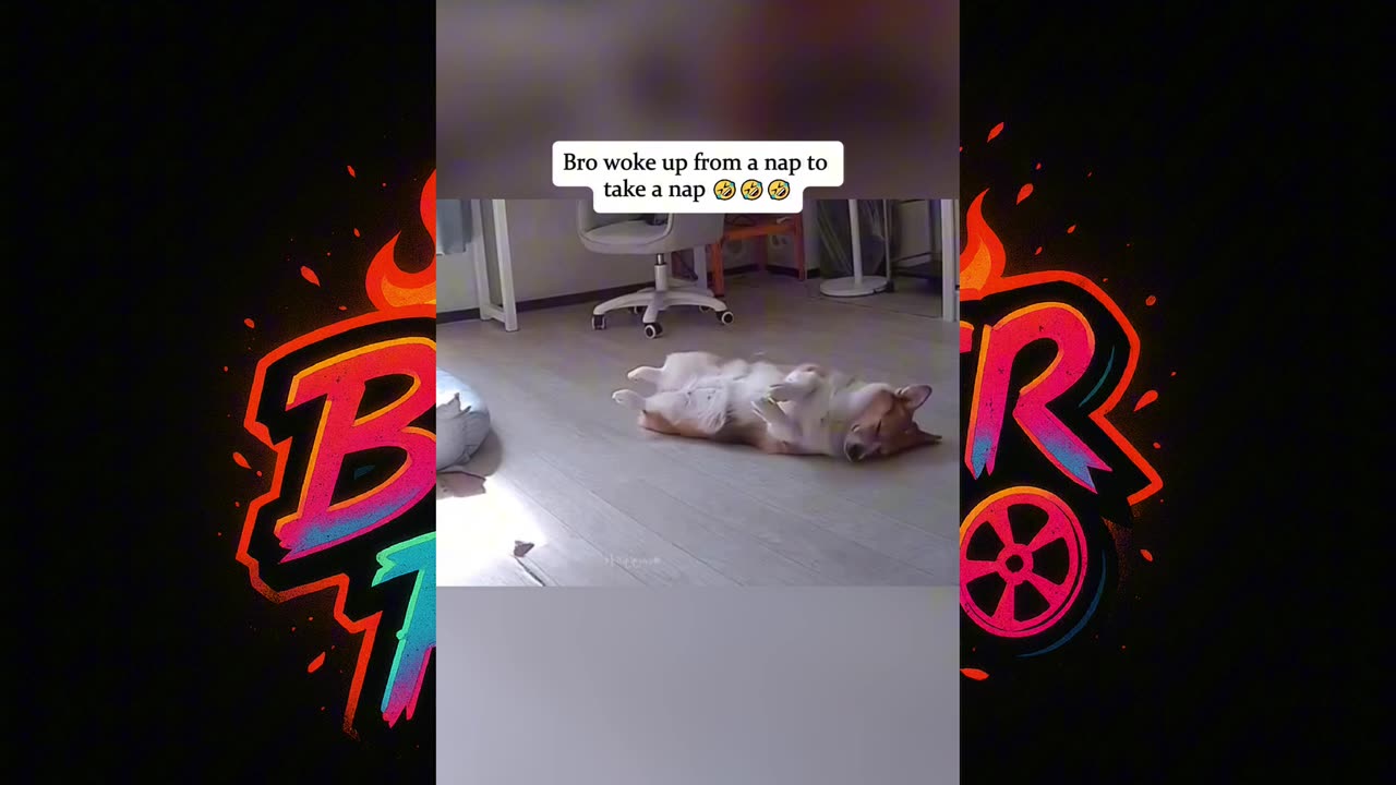 Dogs Waking Up from Naps Be Like... 🤣