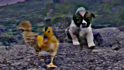 Play with cute Dog 🐕 || Play dog with chusa #Dog #rumble #trending #viral