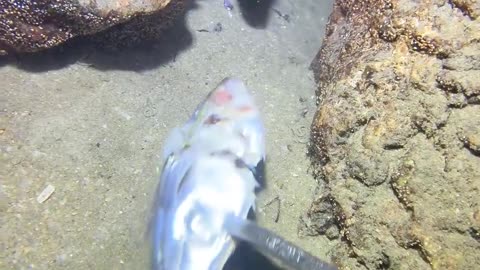 Catching Fishes under the depth of sea Water by bare hands technique