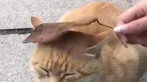 funny cat video