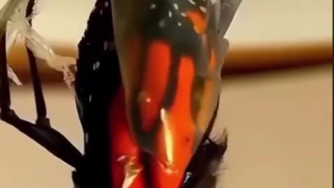 Total Transformation to a butterfly