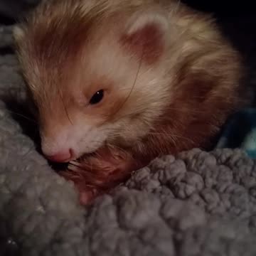 Wait for it... that face😍