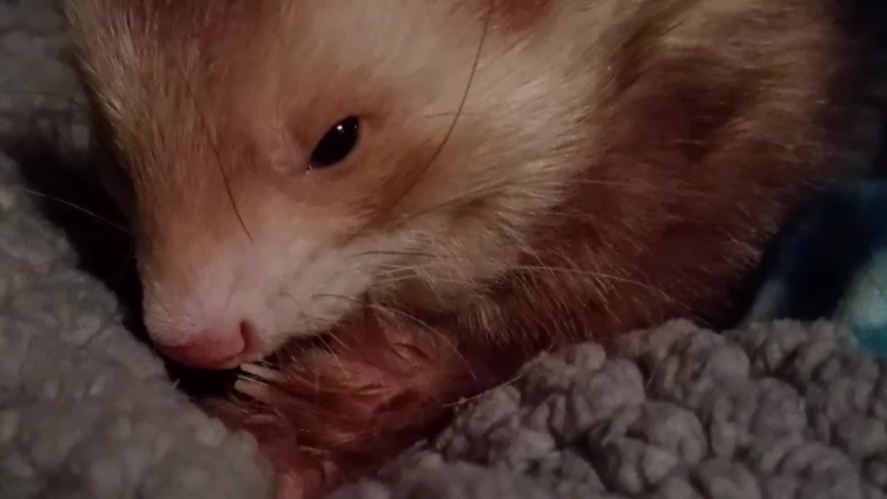 Wait for it... that face😍