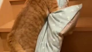 😻😴 The Cat's Genius Bed Setup Will Melt Your Heart! | FunFM