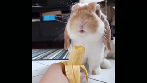 Baby Animals 🐱 Funny and Cute Baby Animals Videos Compilation