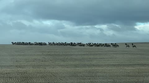 Massive Elk Herd Crosses Street