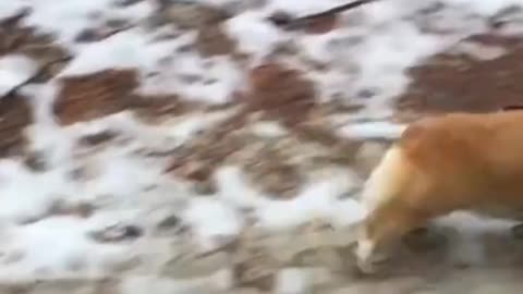 Corgi - If Dogs had Inner Monologues #dog #funny #shorts #animals
