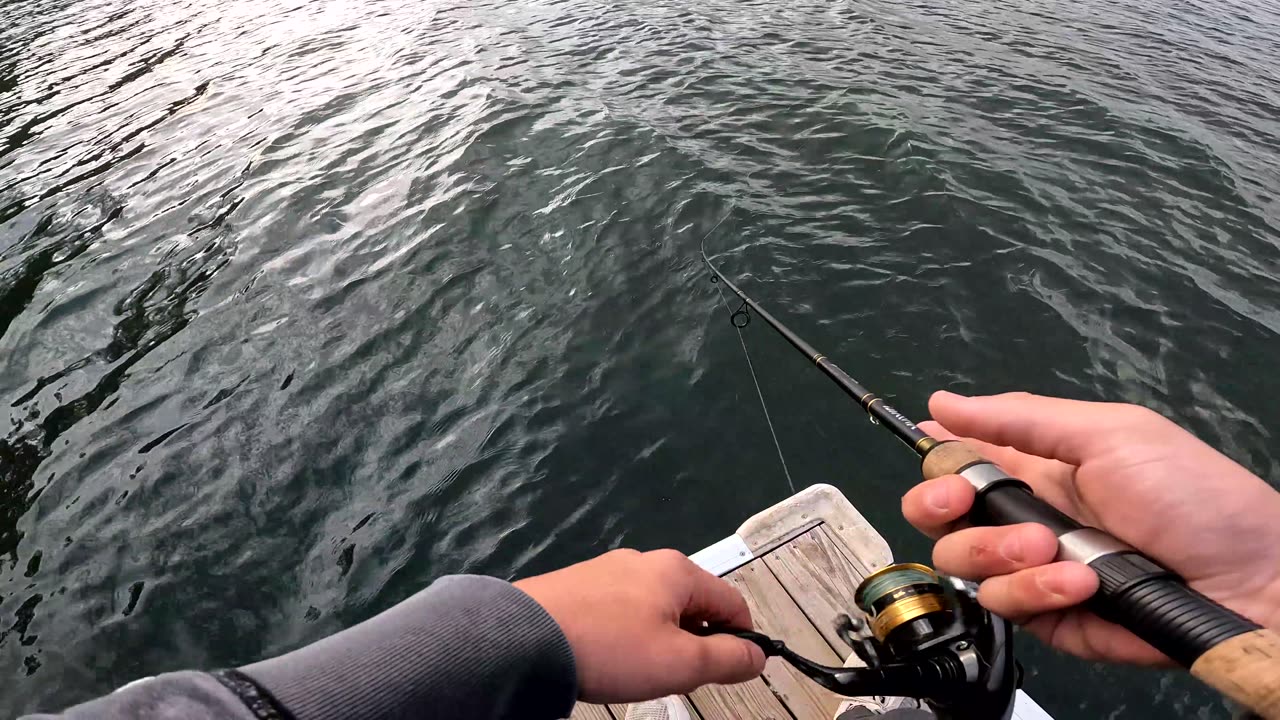 catching bull heads