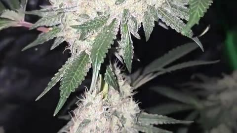 Hells Breath start #week8 #flowers #frosty #viral
