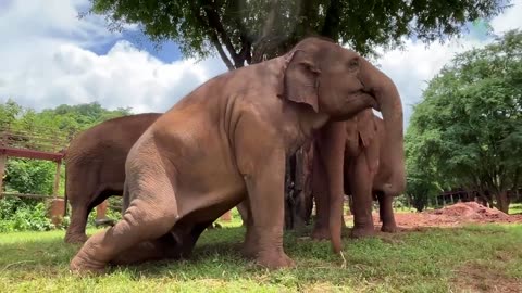 An Incredible Display of Love and Loyalty from an Elephant Herd