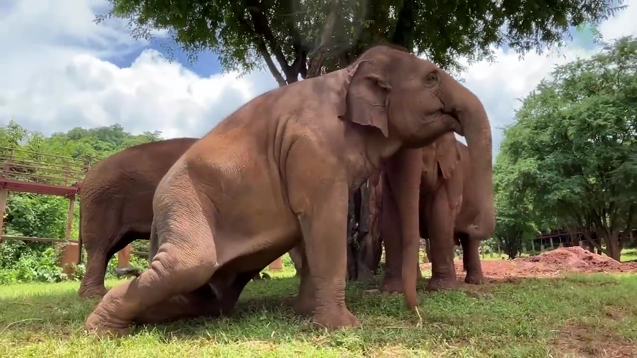 An Incredible Display of Love and Loyalty from an Elephant Herd