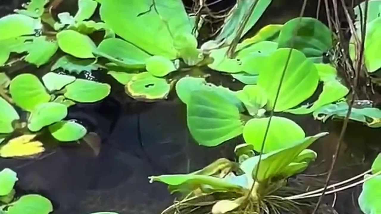 😮🦎 Anaconda Realigning Its Jaw After Eating! | FeedMyCuriosity