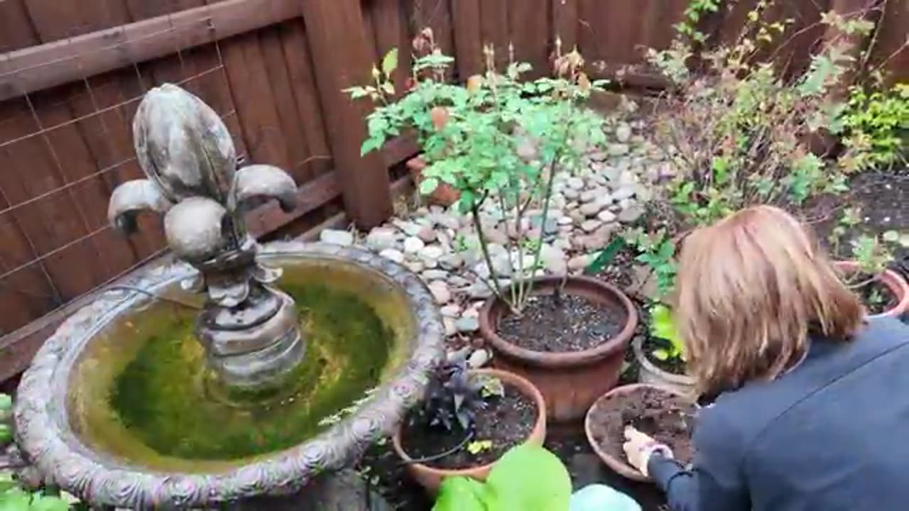 Budget Hacks: CONTAINER GARDEN HOW TOS: Get a Natural Patina Why I NEVER repot my container plants!