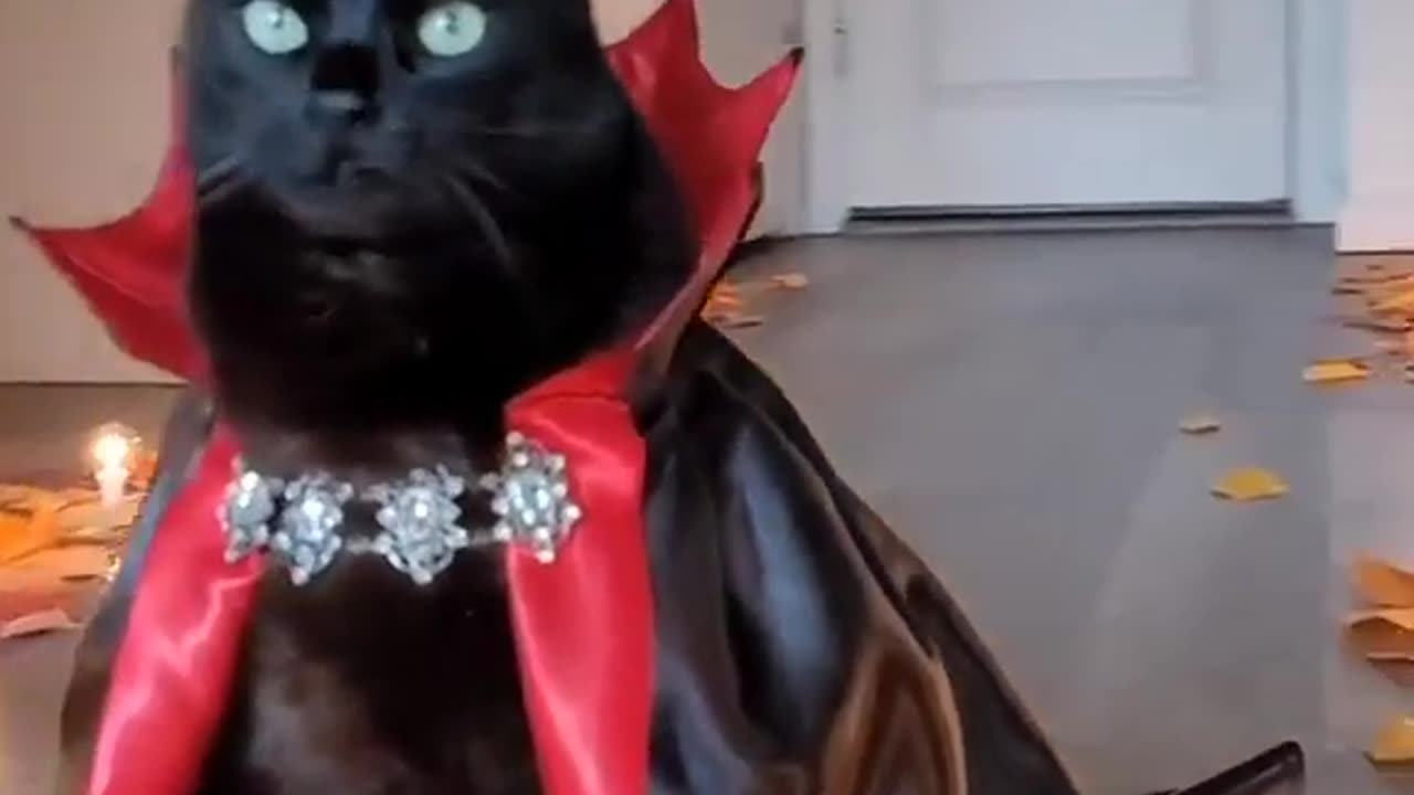 cat doing ramp walk