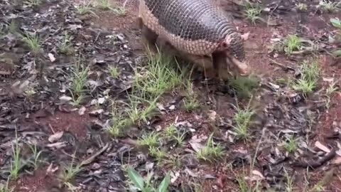 Brazilian animals