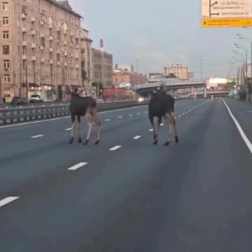 Moose in search of mating partners