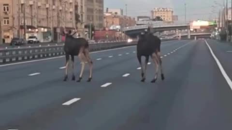 Moose in search of mating partners
