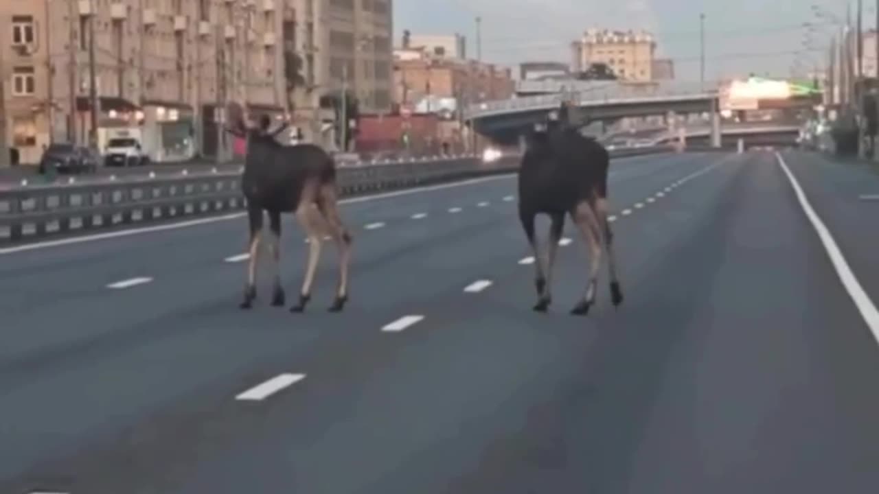 Moose in search of mating partners