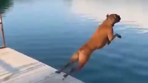 funny animals video #shortvideo #shorts MIRANO
