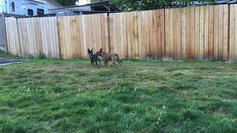 backyard chase 290842039842