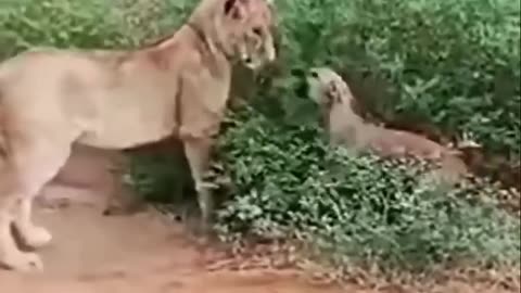DOG SCARES LION..