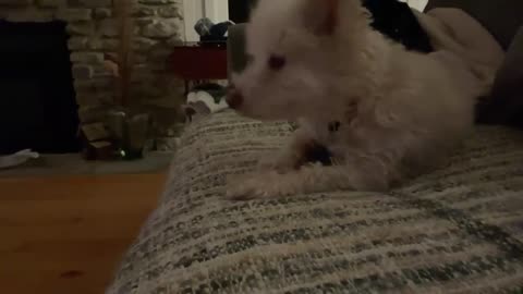 Scotty witnessing Sharpfart doing handstands