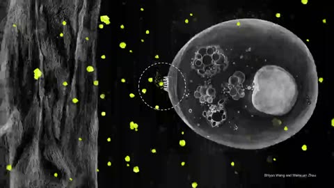 How fungi recognize plants