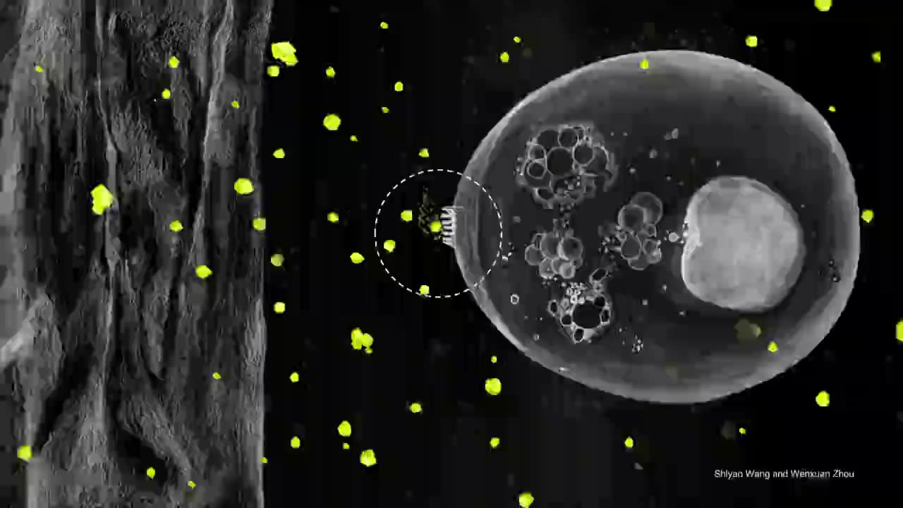 How fungi recognize plants