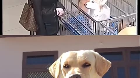 Funny dog