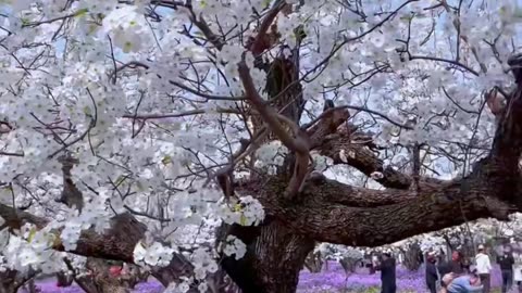 nature