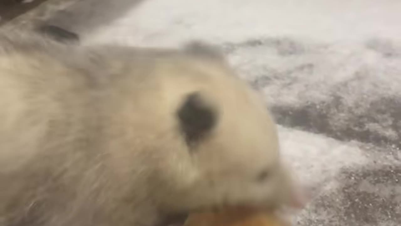 Possum Eating a Pancake in the Snow