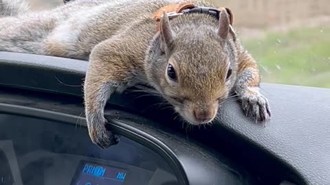 Pet Squirrel Just Hanging on for the Ride