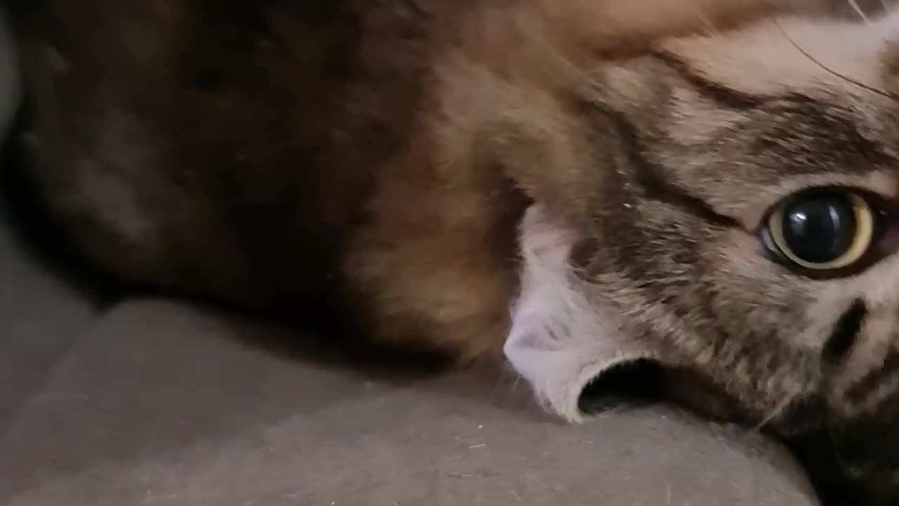 Lazy Cat Vibes: Just Let Me Sleep All Day 😴🐱 #cutecat #catlovers #animalshorts
