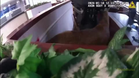 Long Island police officers remove a deer from bank after it broken through a window