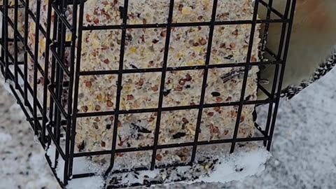 This Red bellied Woodpecker is gorgeous!