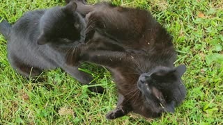 BROTHER CATS FIGHT OVER WHO IS GOING TO GET THE BABY ROBIN