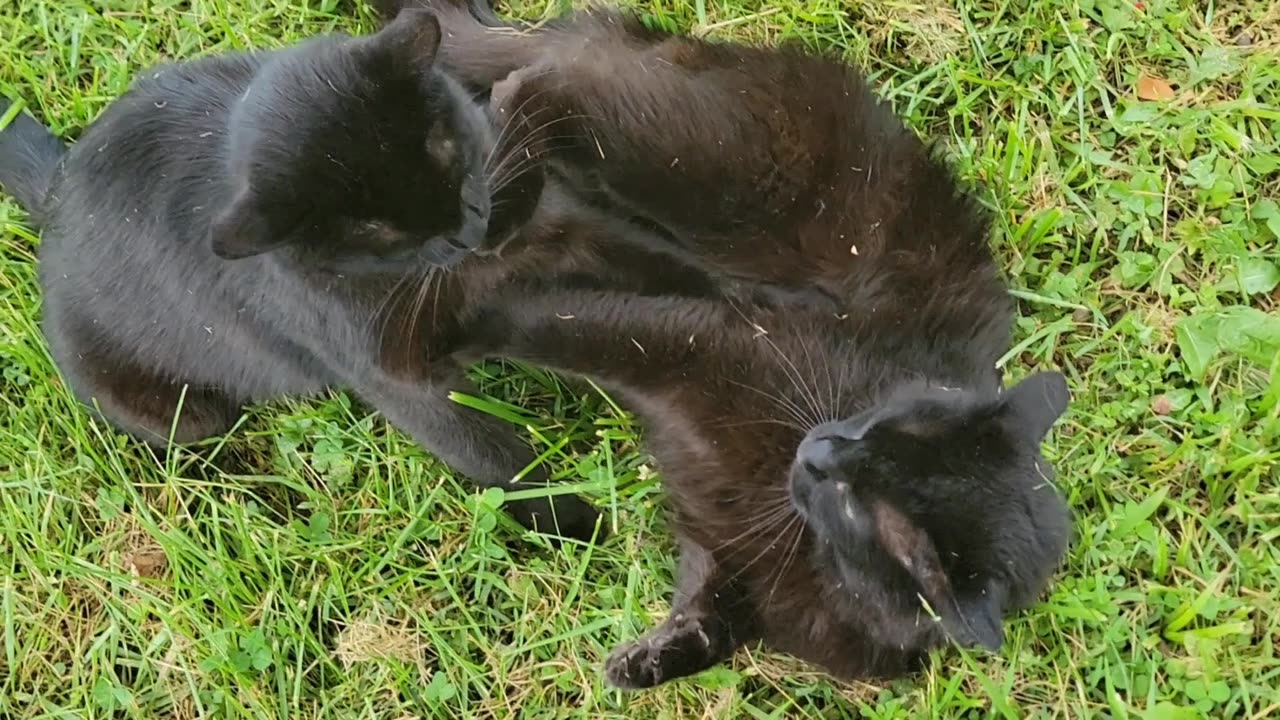 BROTHER CATS FIGHT OVER WHO IS GOING TO GET THE BABY ROBIN