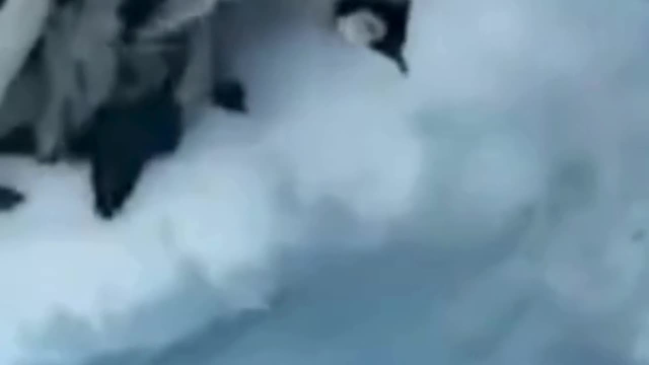 💋Penguin Babies First time into the Sea