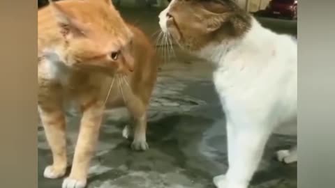 😂🐱 Epic Cat Standoff Will Make You Laugh! | FunFM