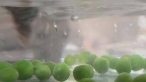 Rats Pea Fishing