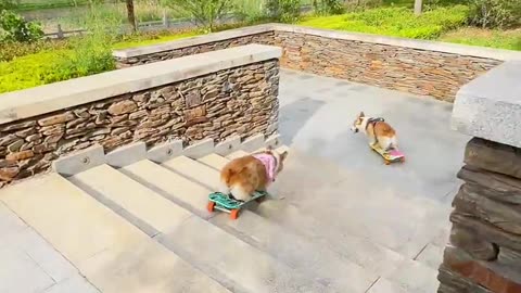 skate dog