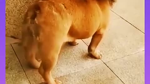Funny video