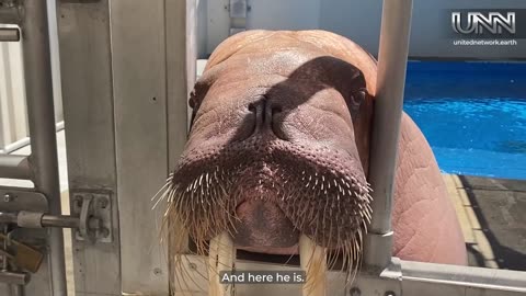 Sunny's unforgettable walrus experience in San Diego—pure magic with nature!