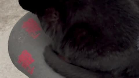 Cute Precious Piper Gets Positioned on Her Chair - Adopting a Cat from a Shelter Vlog #shorts
