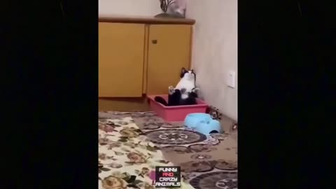 Funny and Crazy Animal compilation